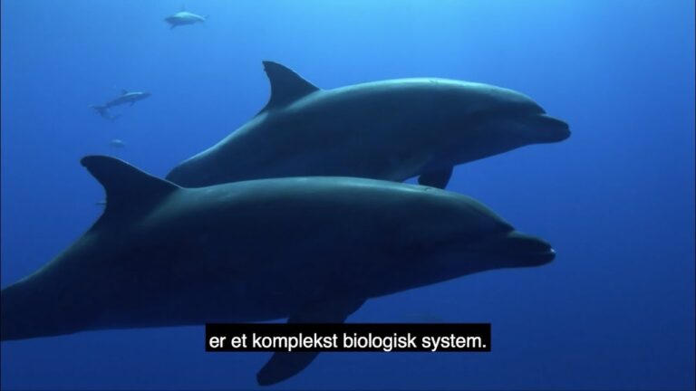 Naturens konstruksjoner 1: Delfiners ekkosystem
