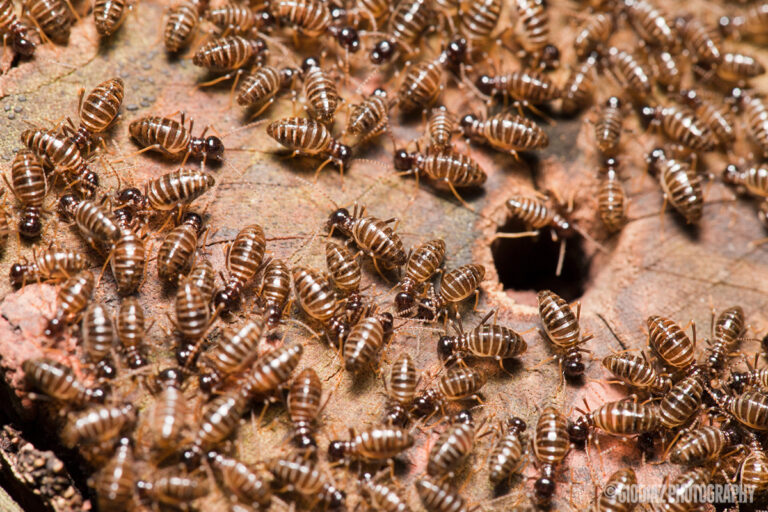 Trekk fra termittenes liv