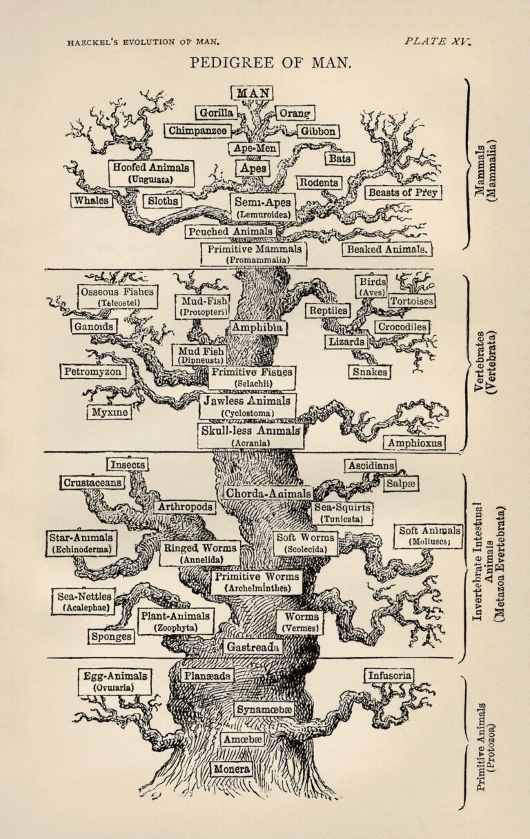 Haeckels legendariske bløff for å popularisere evolusjonen