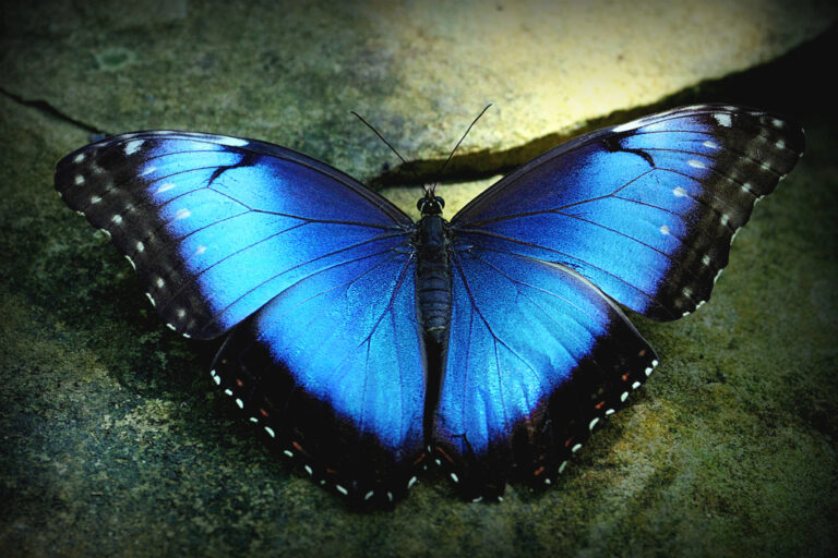 Lepidoptera – sommerfugler