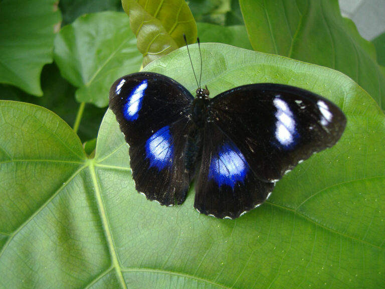 Hurtig evolusjon redder sommerfugl