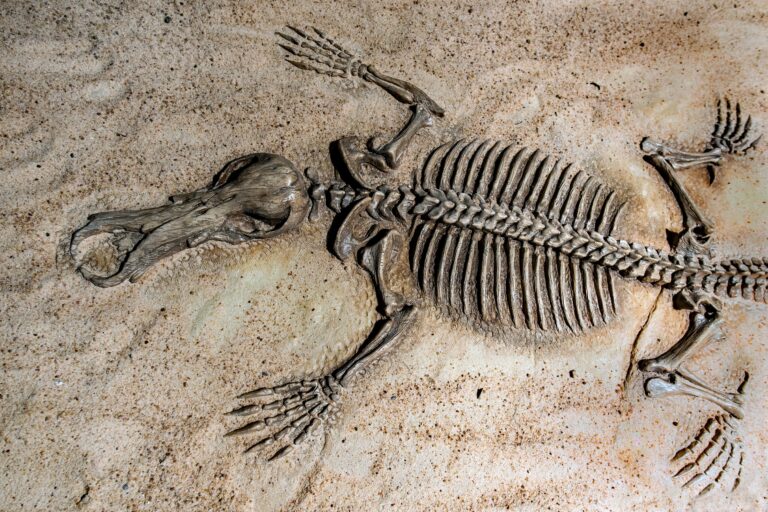 Har vi utviklet oss fra apelignende skapninger? Evolusjonsteorien mangler overgangsarter i fossilene.