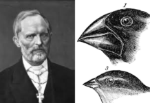 Lochmann og Darwins evolusjonsteori